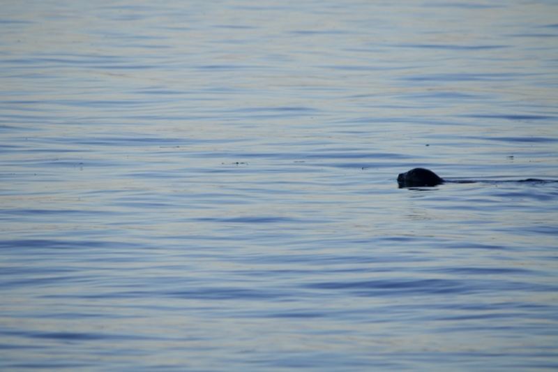 Seal Surfacing on Calm Water