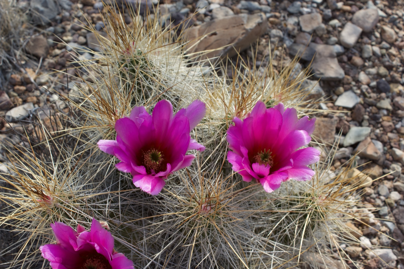 Pink Hedgehog Cactus Blooms in Desert