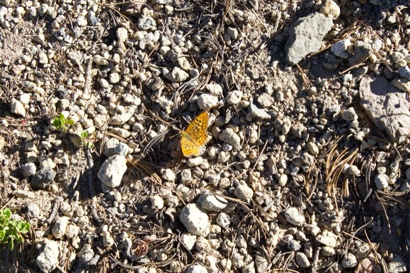 Yellow Butterfly on Rocky Ground