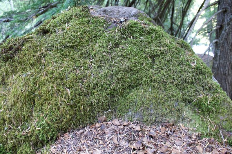 Moss Covered Boulder in Forest