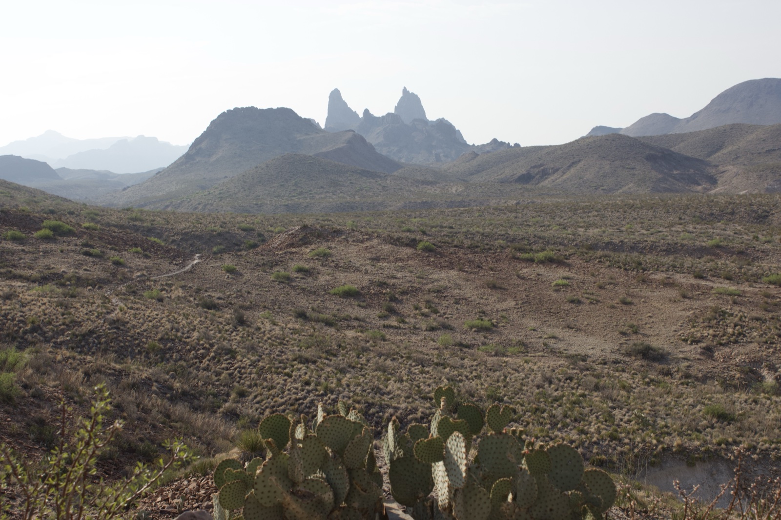 Desert Valley with Cactus and Distant Peaks