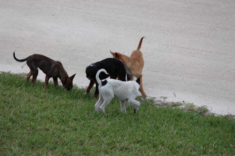 Four puppies sniffing grass near sand