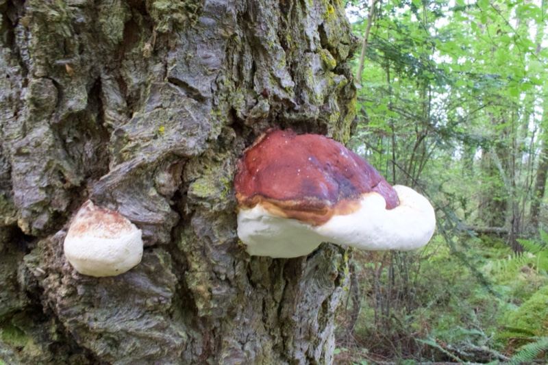 Red Belted Conk on Tree Trunk