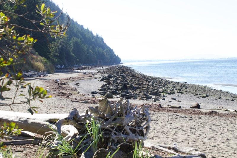 Driftwood on Sandy Coastal Beach