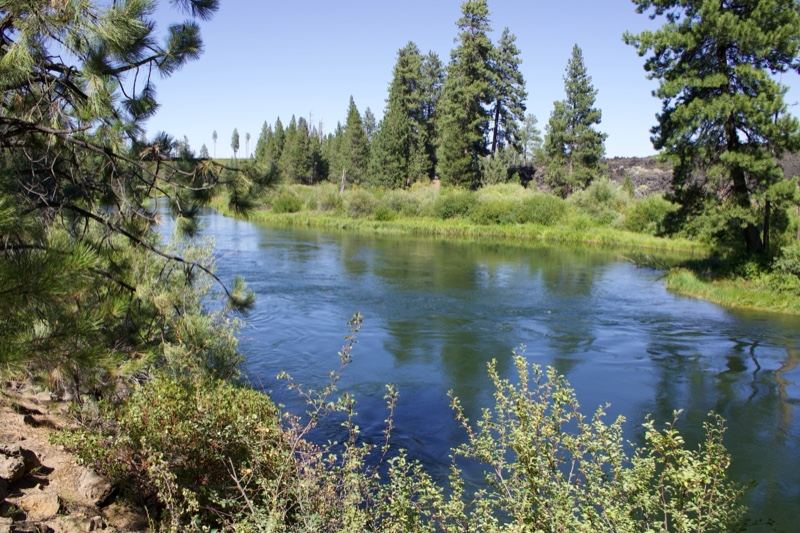 River Through Forested Banks