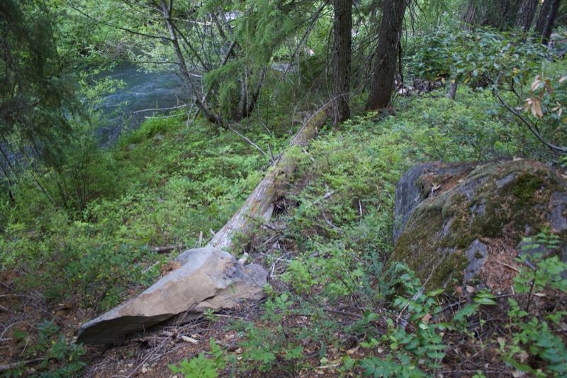 Fallen log beside forest riverbank