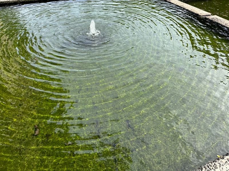Fountain Ripples in Algae Covered Pond