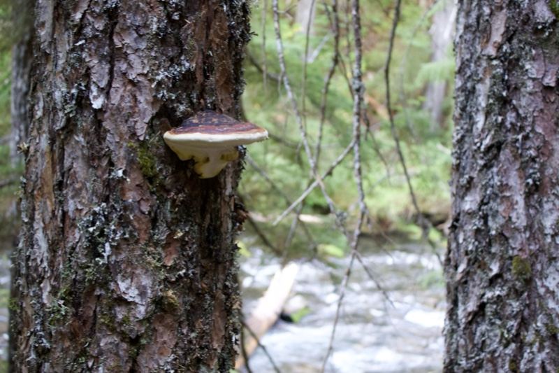 Bracket Fungus on Pine Tree by Stream