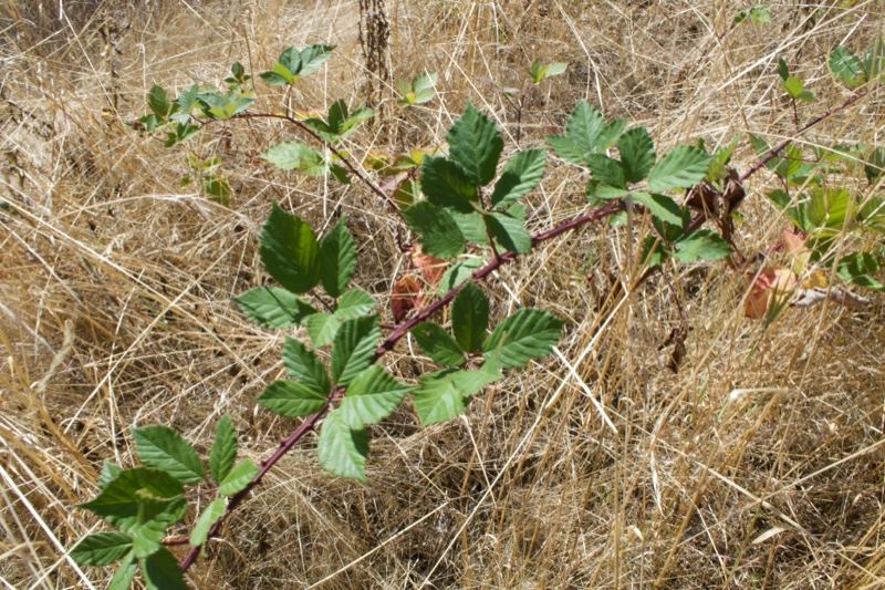 Wild bramble in dry grass