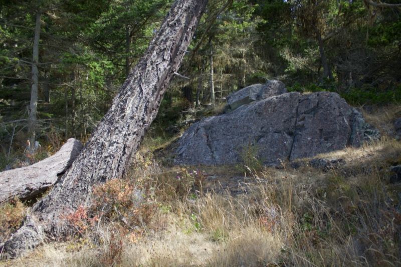 Leaning Tree Beside Large Rock