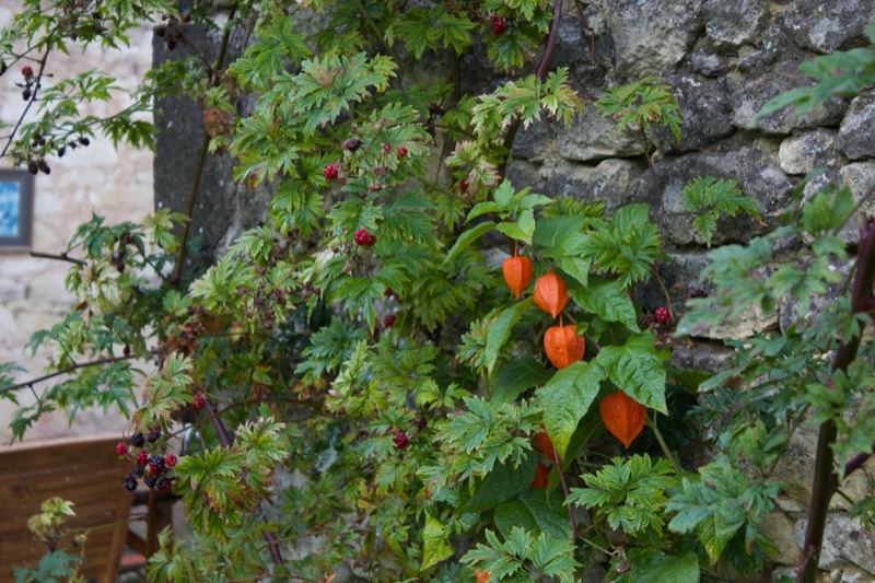 Chinese Lantern Plant on Stone Wall