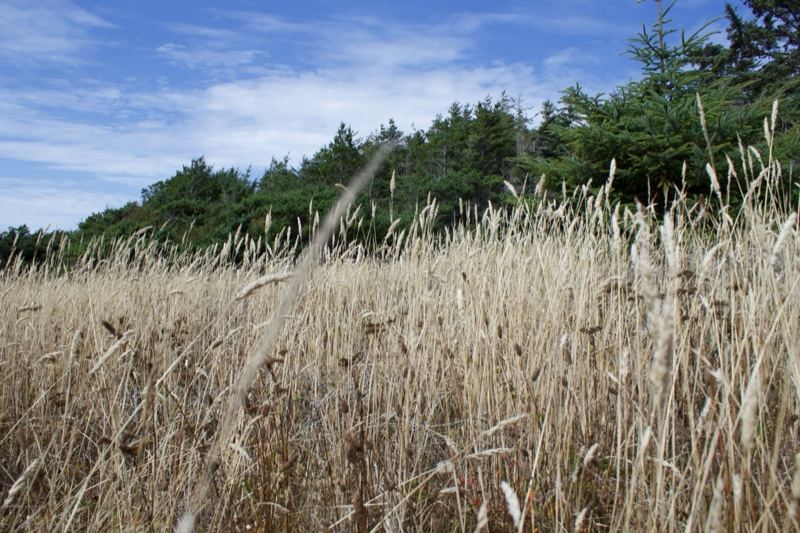 Dry Grass Field With Trees