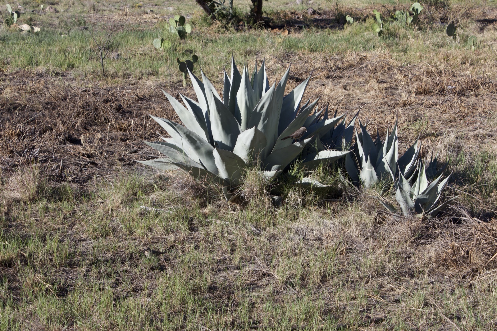 Agave plants in dry grassland