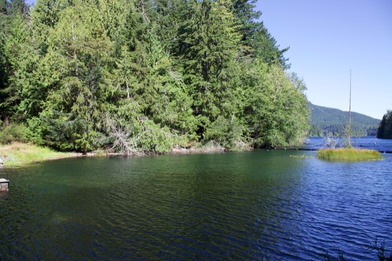 Forested Lake Shore on Sunny Day