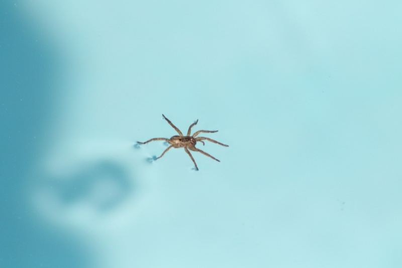 Spider on Water Surface