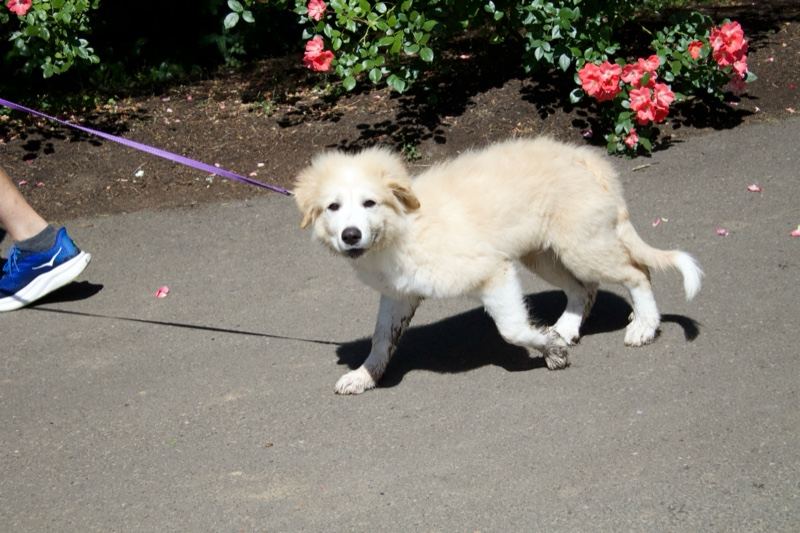 Cream Puppy on Leash by Flowers