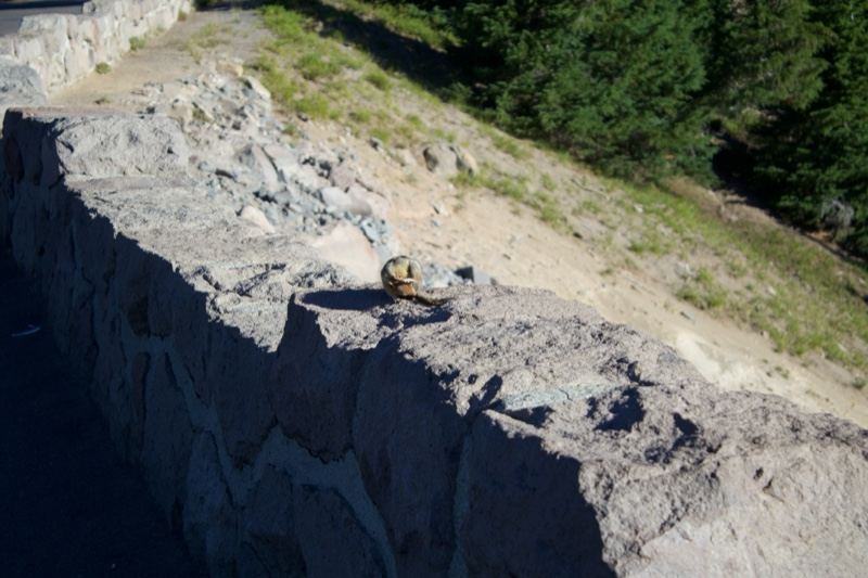 Marmot on stone wall overlook