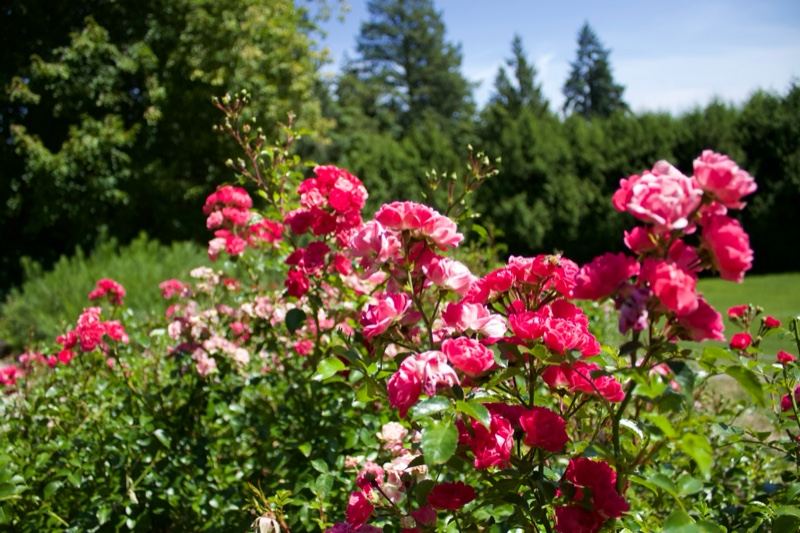 Pink Roses Blooming in Garden