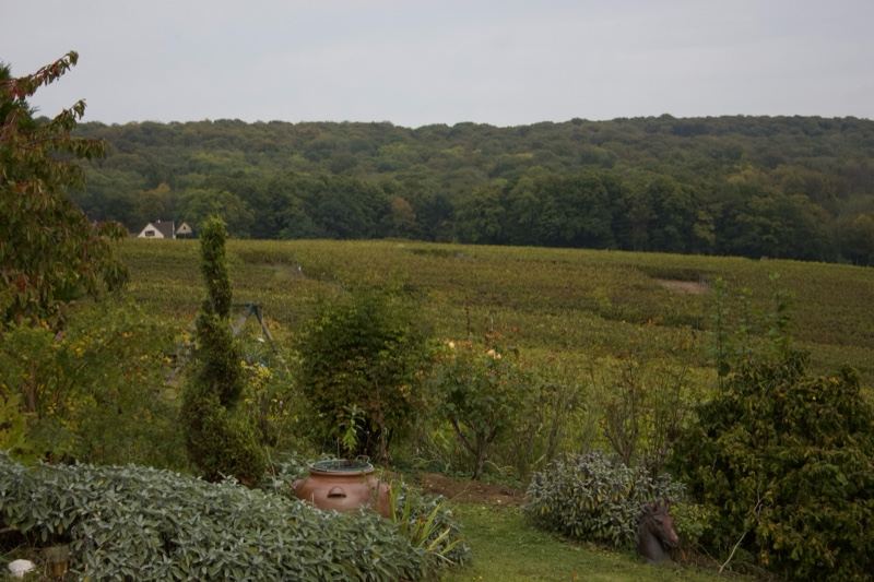 Rural farmland with distant treeline