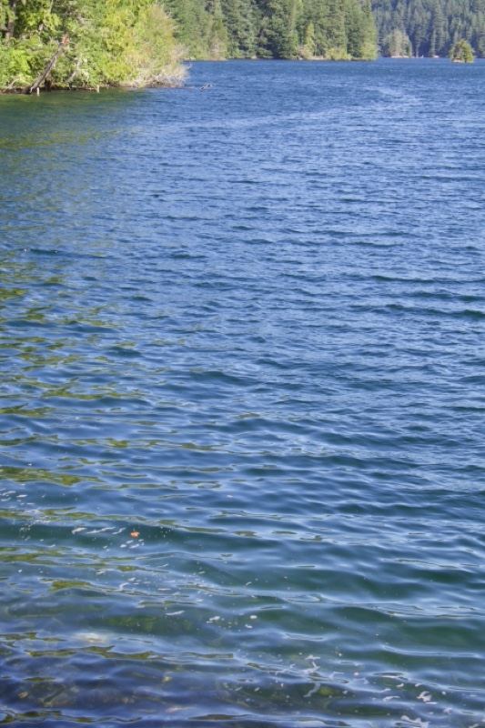 Serene Blue Lake with Forest Shore