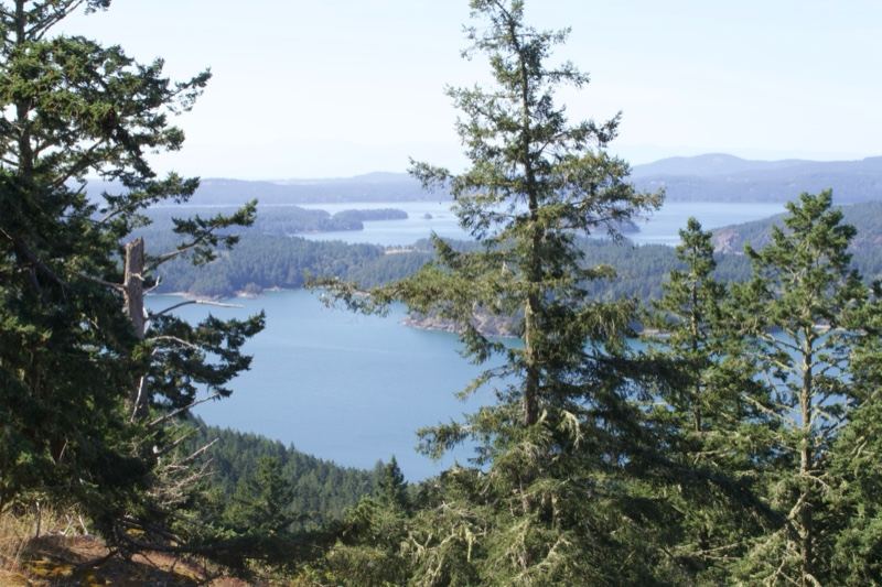 Coastal Bay View Through Evergreen Trees