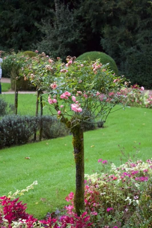 Standard Rose Tree in Garden Lawn