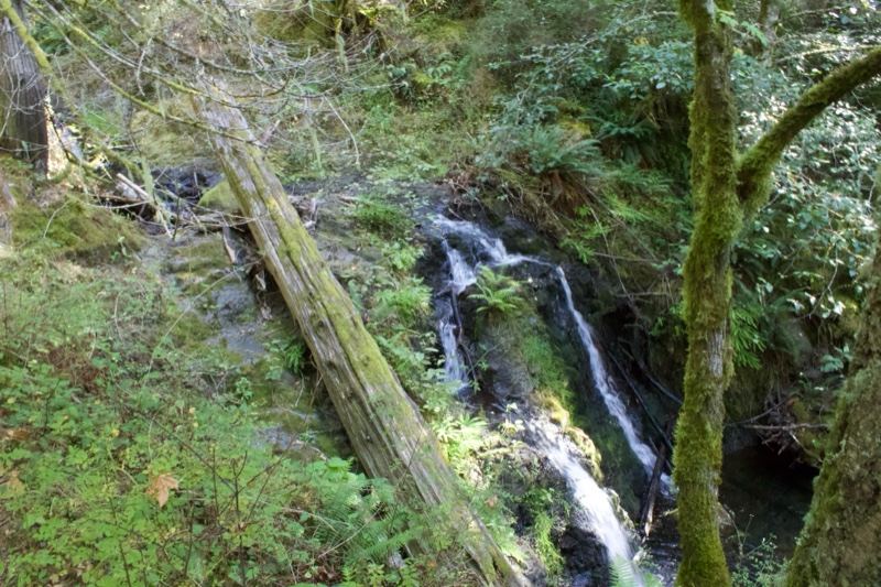 Forest Cascade With Mossy Log