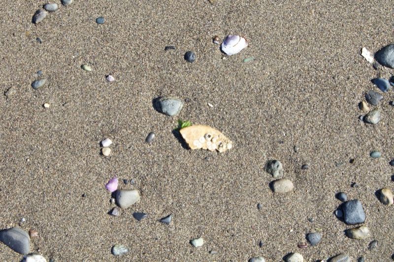 Beach Sand with Shells and Pebbles