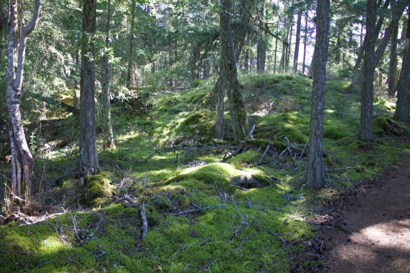 Mossy Forest Floor With Tall Trees