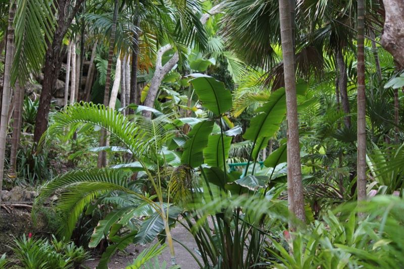 Lush Tropical Garden Path