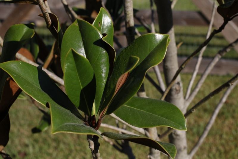 Glossy Magnolia Leaves Close-up