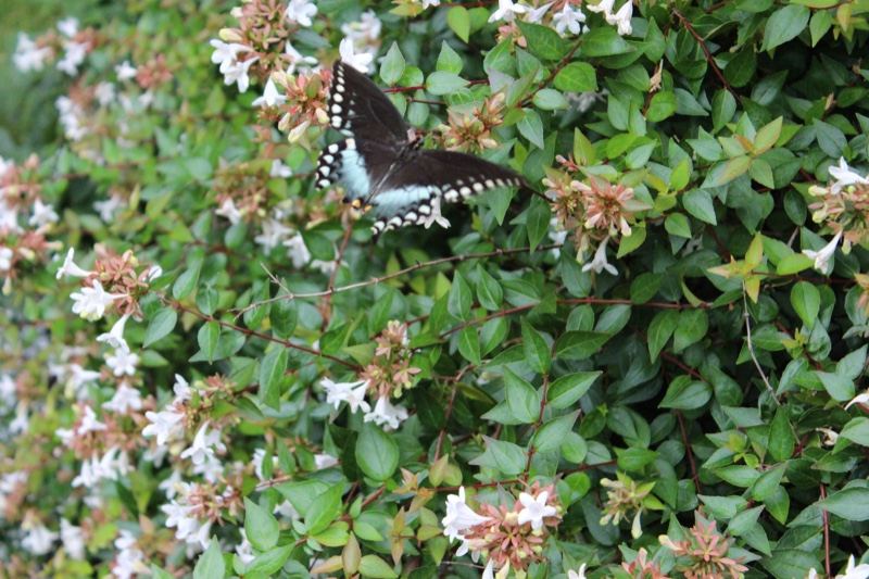 Butterfly on flowering shrub