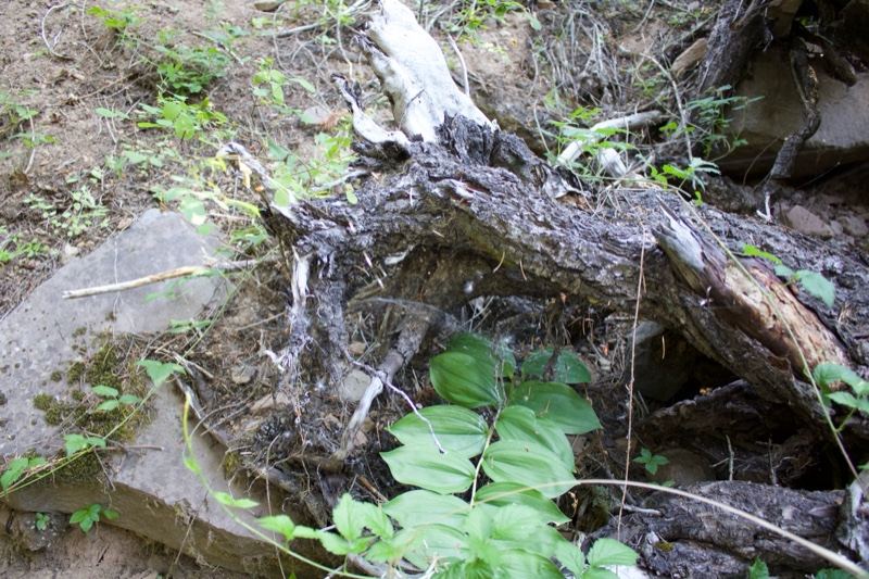 Fallen Log with Green Leaves on Forest Floor