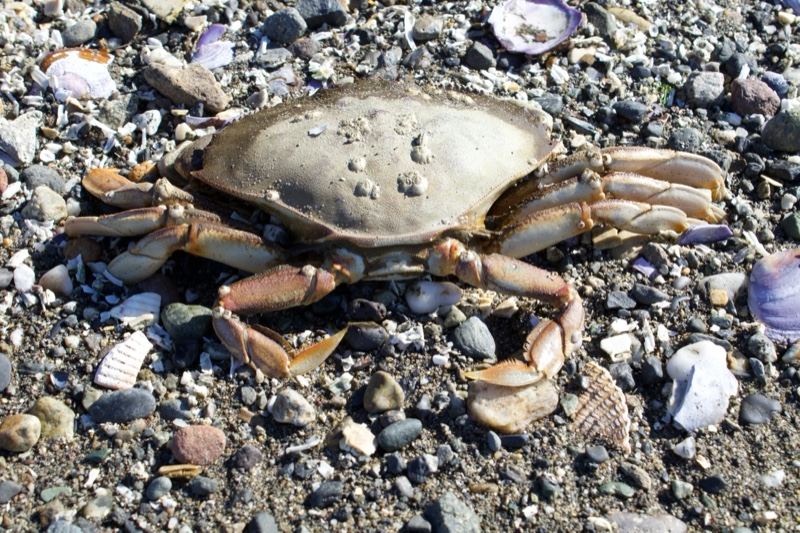 Dungeness Crab on Rocky Beach Pebbles