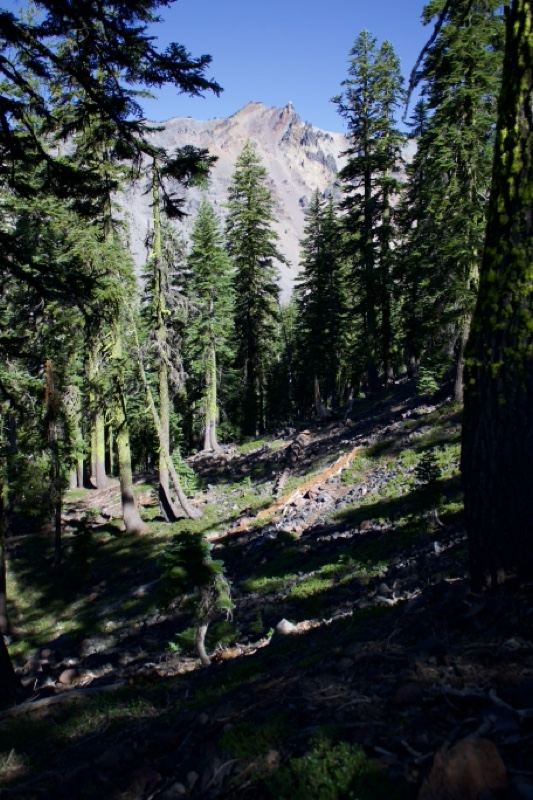 Sunlit Forest Slope With Mountain