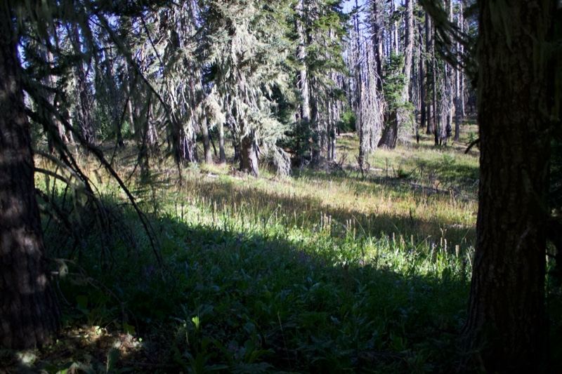 Sunlit Forest Clearing With Tall Trees