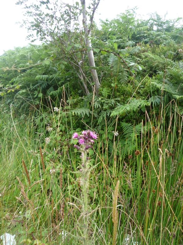 Purple Wildflower Among Ferns