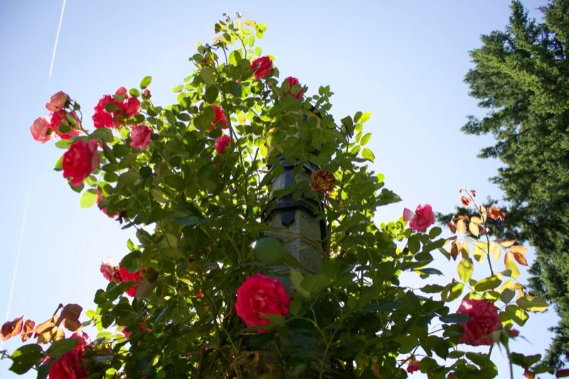 Climbing Red Roses on Pole