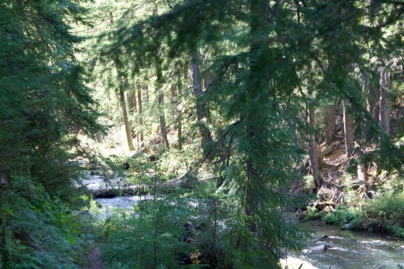 Forest Stream Through Evergreen Trees