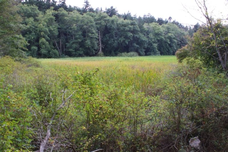 Wetland Meadow With Forest Edge