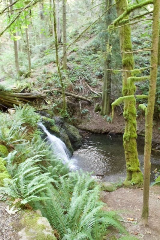Forest Waterfall With Ferns
