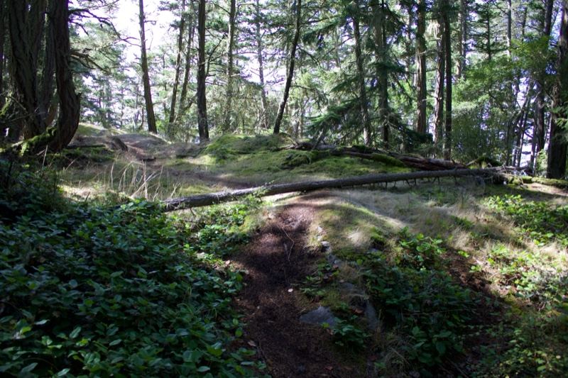Forest Trail Through Green Woodland