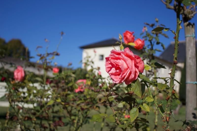 Pink Roses in Sunlit Garden