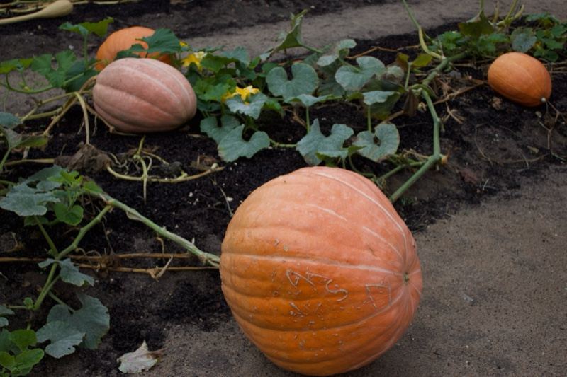 Pumpkins Growing in Garden Soil