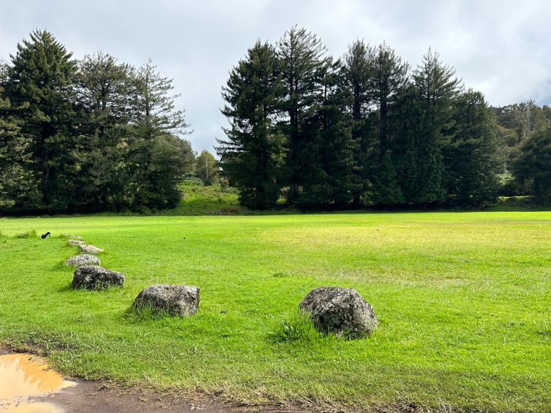 Grassy Meadow with Rocks and Trees
