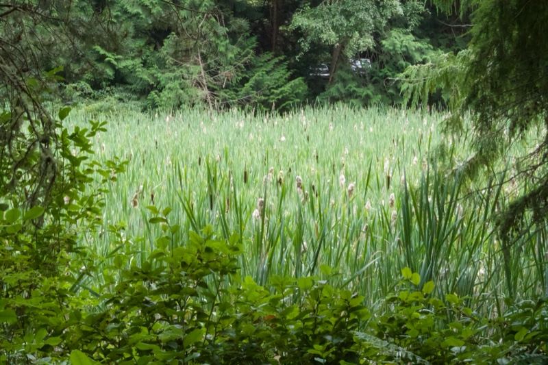 Lush Marsh Cattails Through Woodland Foliage