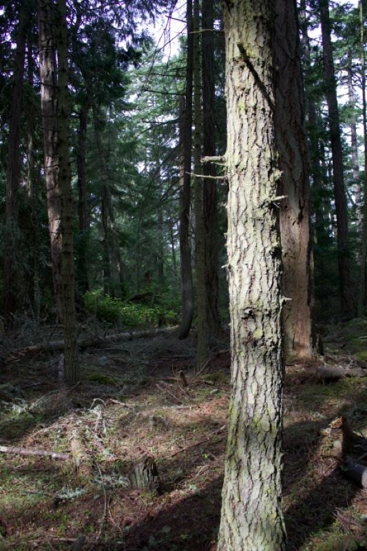 Conifer Trunk in Sunlit Forest