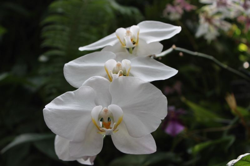 White Phalaenopsis Orchid Blooms