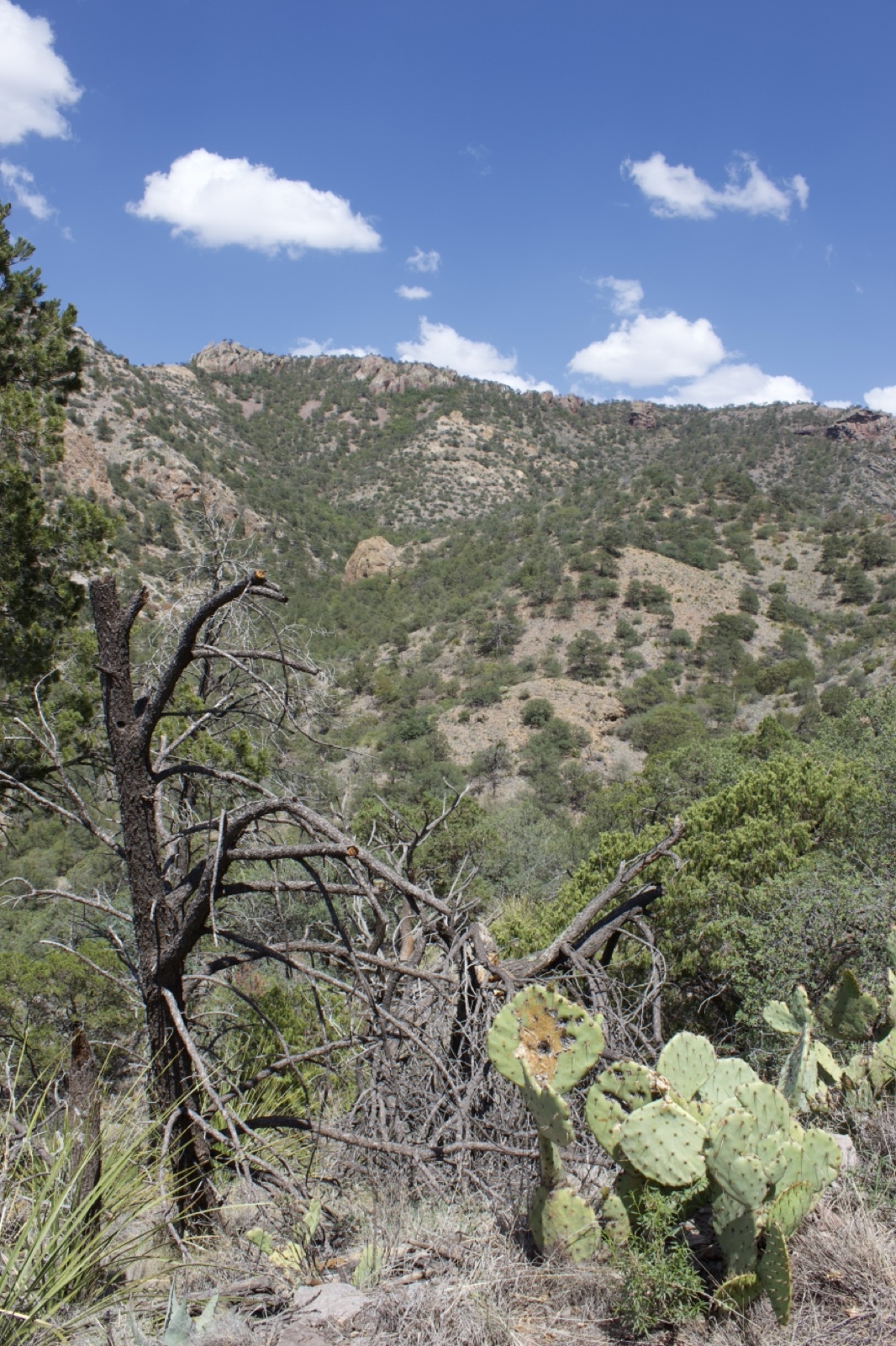 Desert Mountain Valley with Cactus