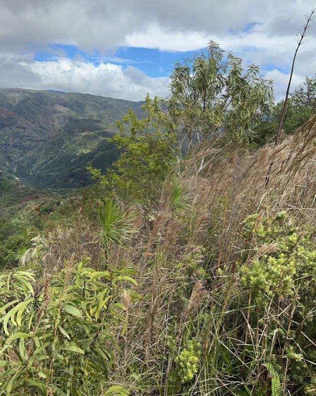 Mountain Valley Overgrown Ridge View